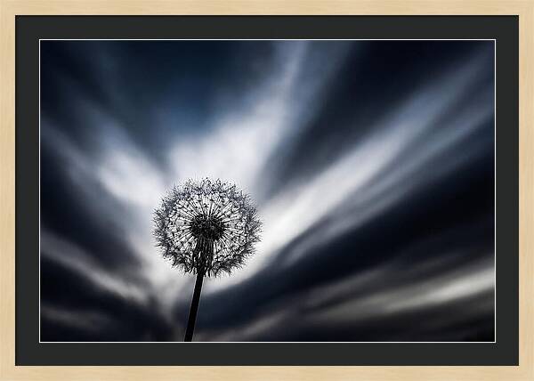 Dandelion Seed Head In Monochrome