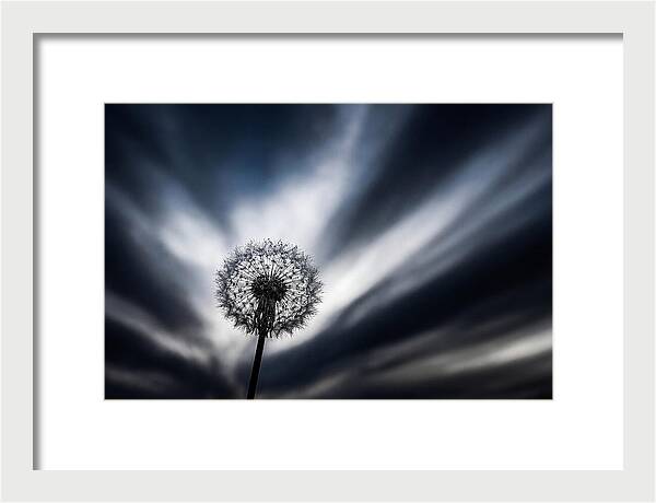 Dandelion Seed Head In Monochrome