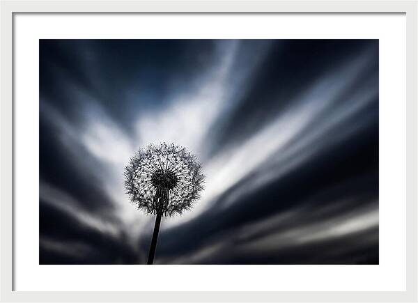 Dandelion Seed Head In Monochrome