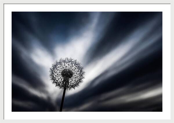 Dandelion Seed Head In Monochrome