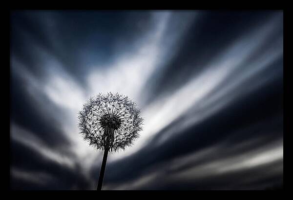 Dandelion Seed Head In Monochrome