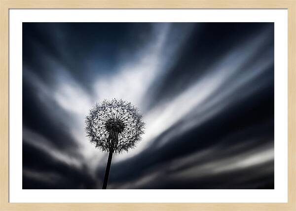 Dandelion Seed Head In Monochrome