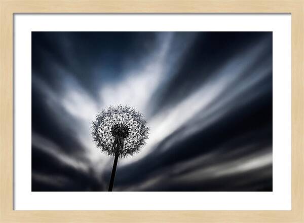 Dandelion Seed Head In Monochrome