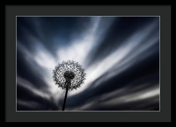 Dandelion Seed Head In Monochrome