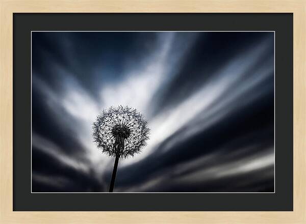 Dandelion Seed Head In Monochrome