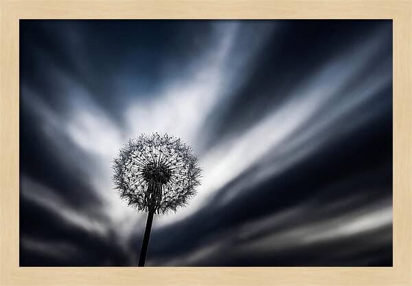 Dandelion Seed Head In Monochrome