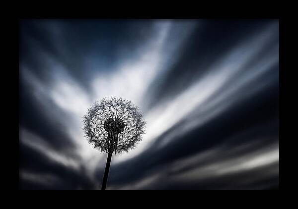 Dandelion Seed Head In Monochrome