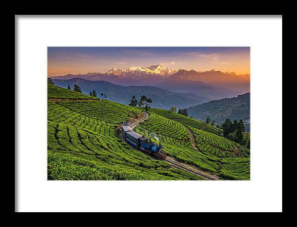 Darjeeling Tea Gardens At Dusk