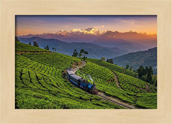 Darjeeling Tea Gardens At Dusk