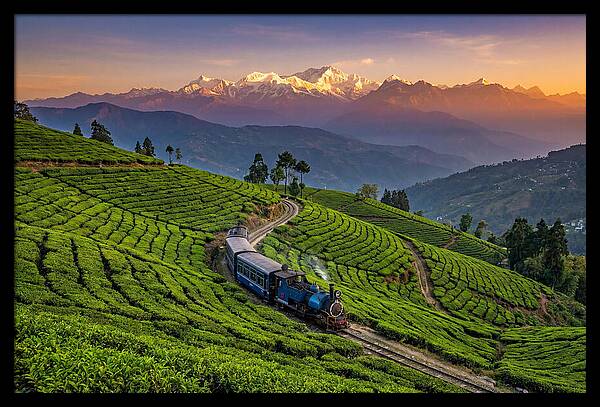Darjeeling Tea Gardens At Dusk