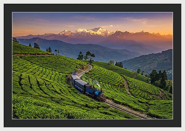 Darjeeling Tea Gardens At Dusk