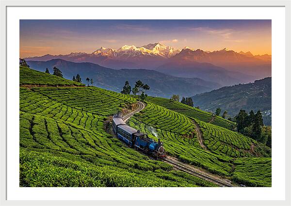 Darjeeling Tea Gardens At Dusk