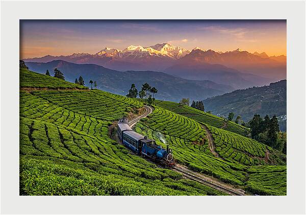 Darjeeling Tea Gardens At Dusk