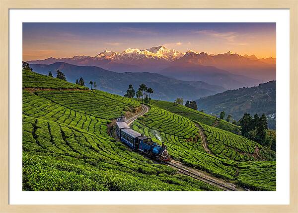 Darjeeling Tea Gardens At Dusk