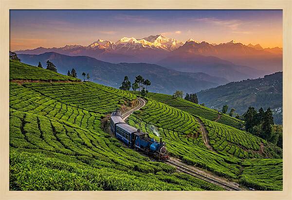 Darjeeling Tea Gardens At Dusk