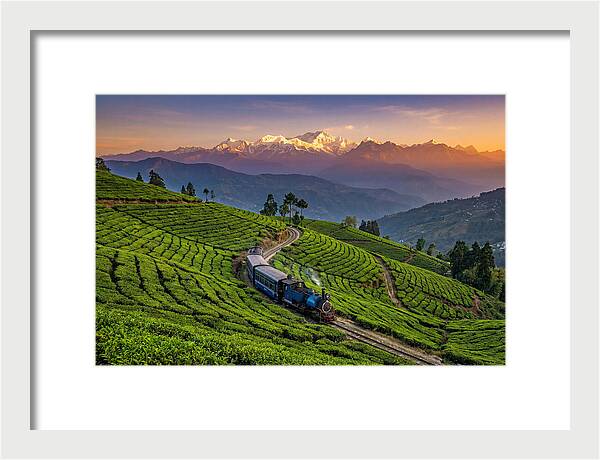 Darjeeling Tea Gardens At Dusk