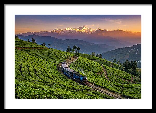 Darjeeling Tea Gardens At Dusk