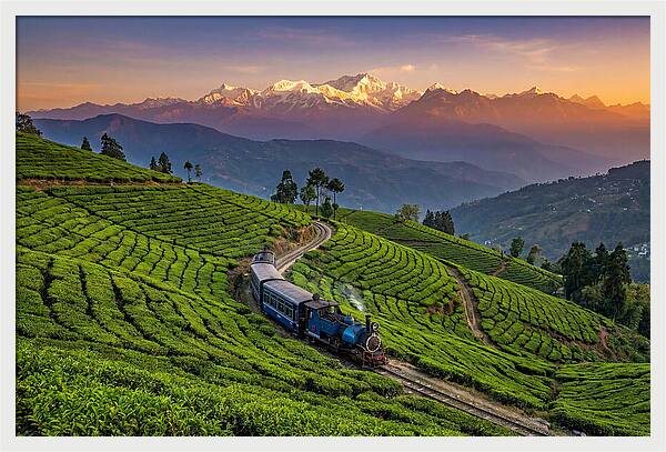 Darjeeling Tea Gardens At Dusk