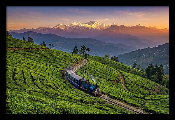 Darjeeling Tea Gardens At Dusk