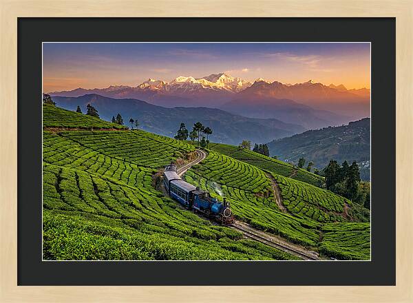 Darjeeling Tea Gardens At Dusk