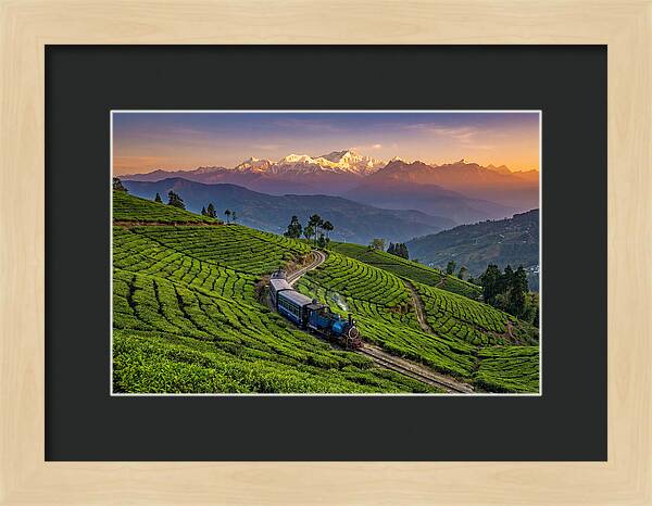 Darjeeling Tea Gardens At Dusk