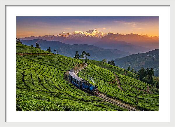 Darjeeling Tea Gardens At Dusk