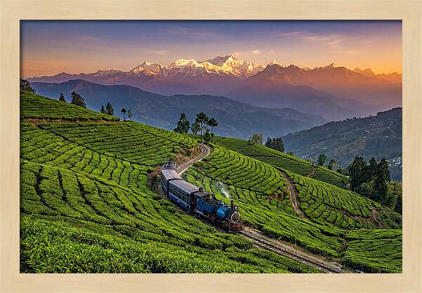 Darjeeling Tea Gardens At Dusk