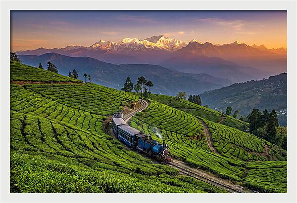 Darjeeling Tea Gardens At Dusk