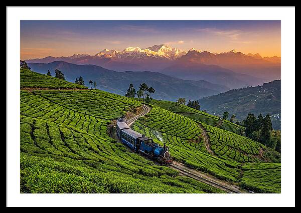 Darjeeling Tea Gardens At Dusk