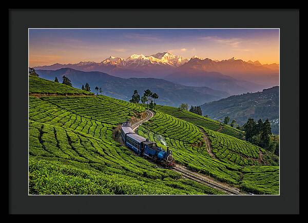 Darjeeling Tea Gardens At Dusk