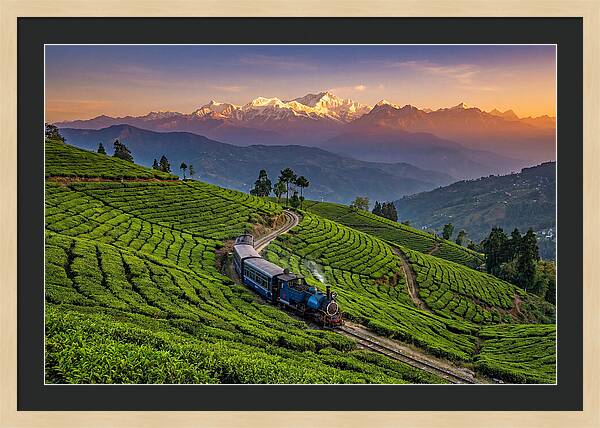 Darjeeling Tea Gardens At Dusk