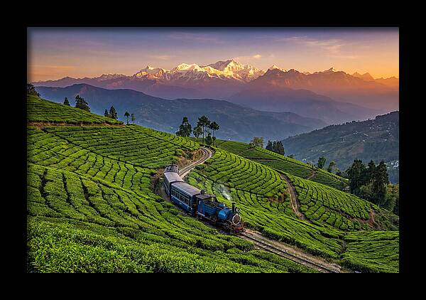 Darjeeling Tea Gardens At Dusk