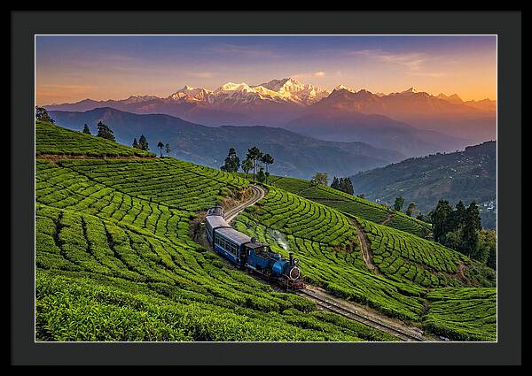 Darjeeling Tea Gardens At Dusk
