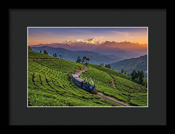 Darjeeling Tea Gardens At Dusk