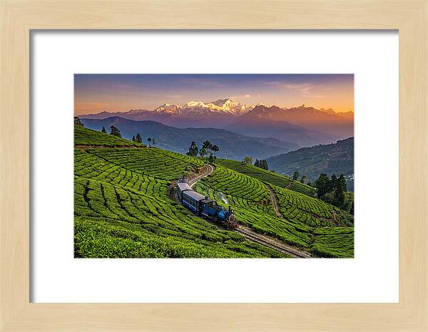 Darjeeling Tea Gardens At Dusk