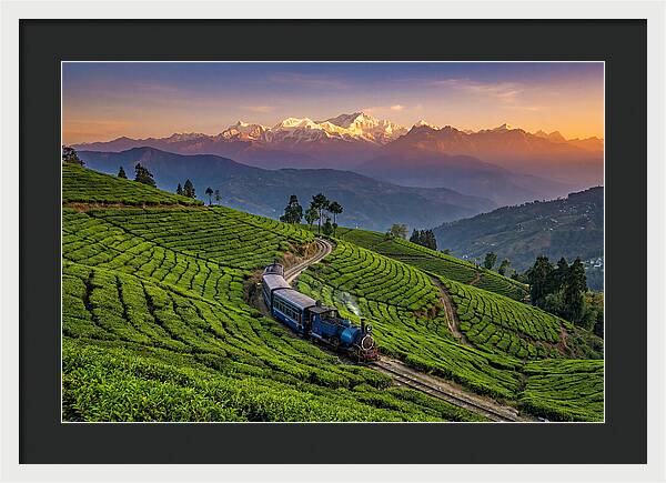 Darjeeling Tea Gardens At Dusk
