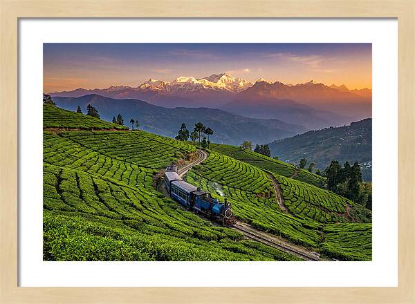 Darjeeling Tea Gardens At Dusk