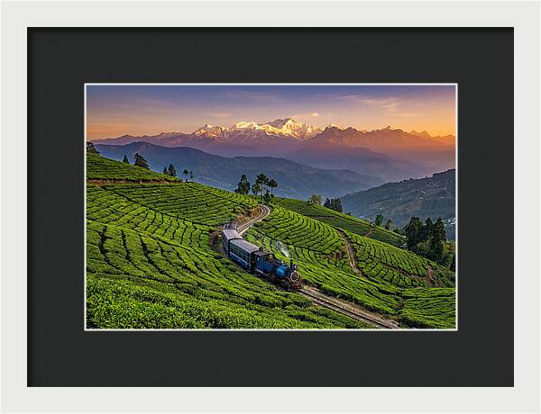 Darjeeling Tea Gardens At Dusk