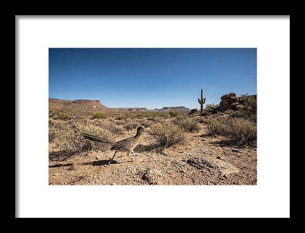 Dashing Roadrunner Across Desert Landscape