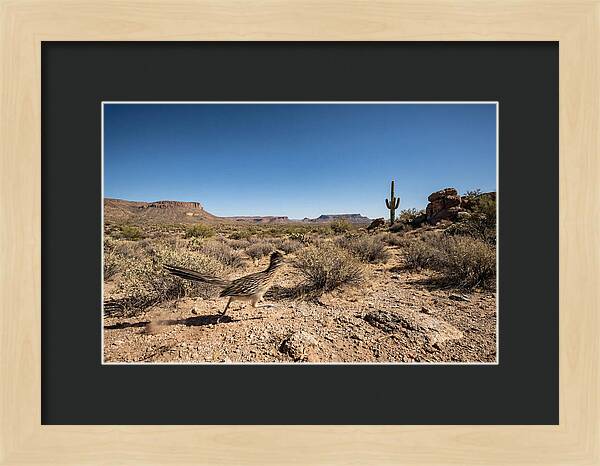 Dashing Roadrunner Across Desert Landscape