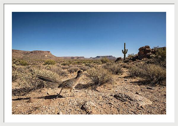 Dashing Roadrunner Across Desert Landscape