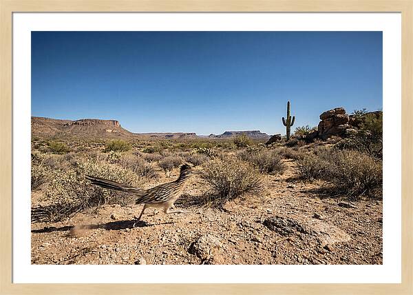 Dashing Roadrunner Across Desert Landscape