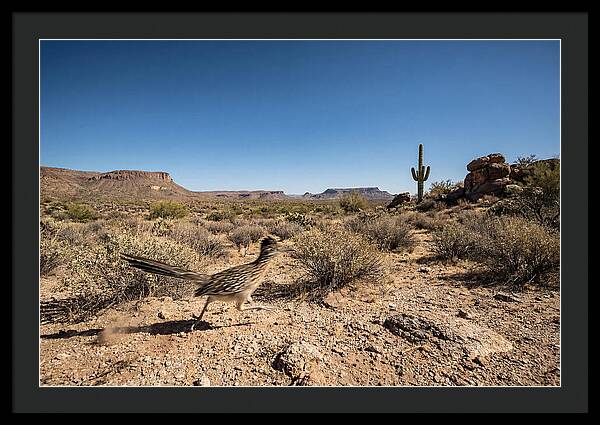 Dashing Roadrunner Across Desert Landscape