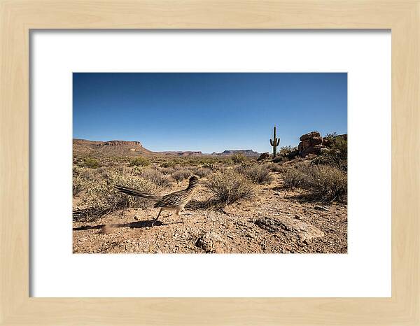 Dashing Roadrunner Across Desert Landscape