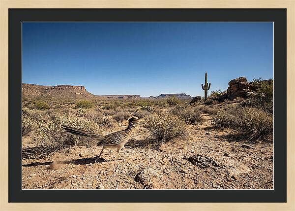 Dashing Roadrunner Across Desert Landscape