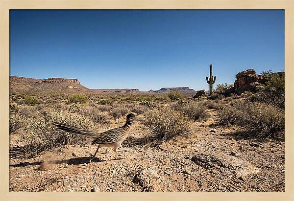 Dashing Roadrunner Across Desert Landscape