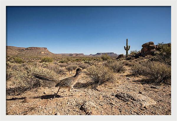 Dashing Roadrunner Across Desert Landscape