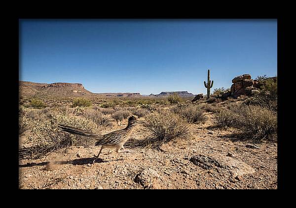 Dashing Roadrunner Across Desert Landscape