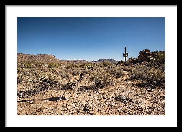 Dashing Roadrunner Across Desert Landscape