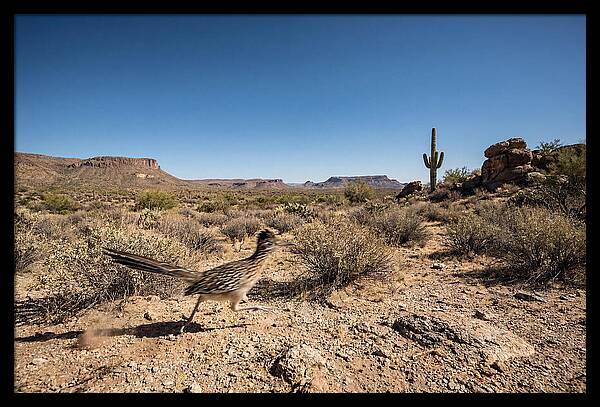 Dashing Roadrunner Across Desert Landscape